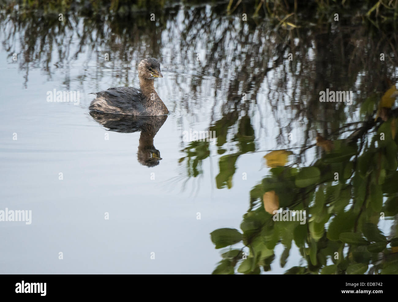 Immature Least Grebe, a swimming asnd diving bird of the wetlands Stock Photo