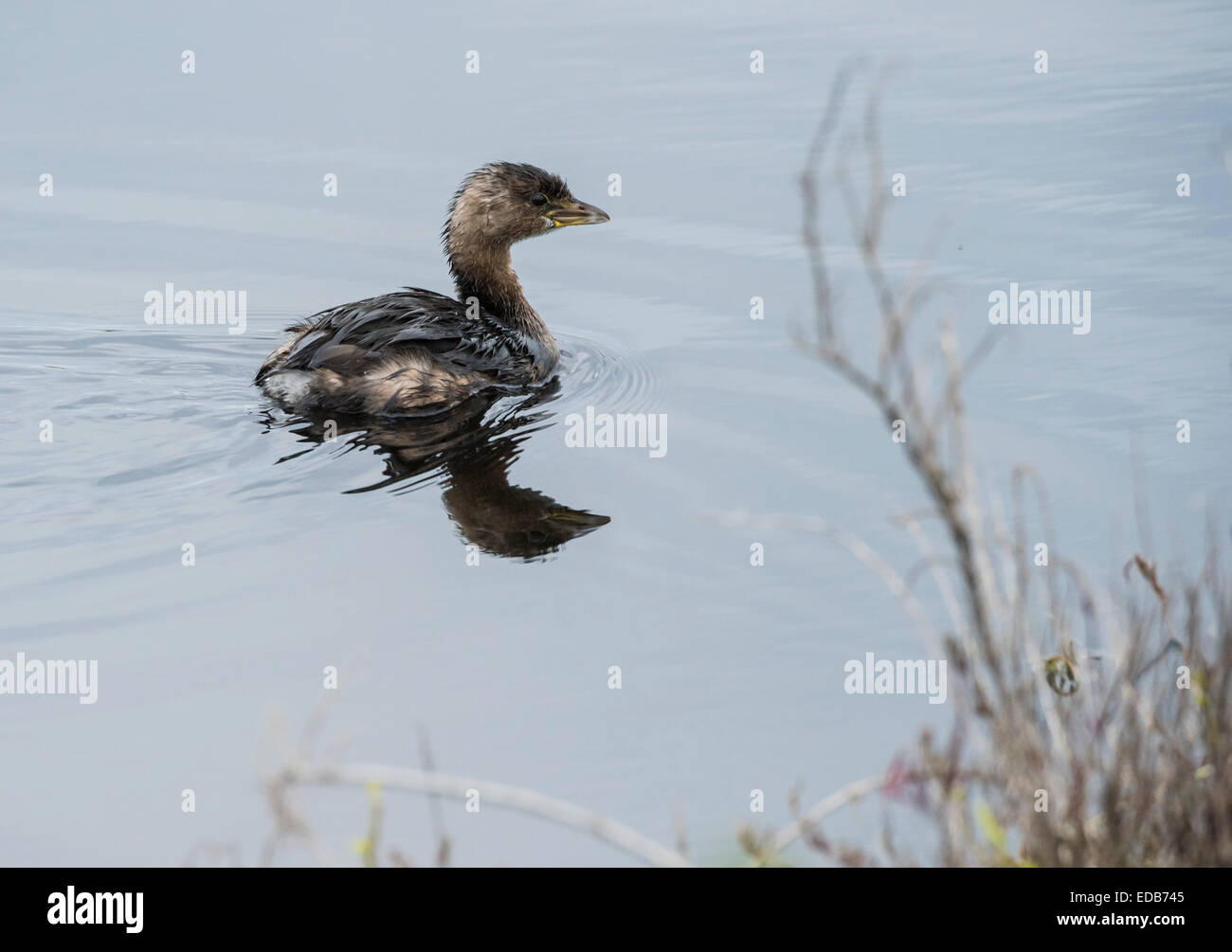 Immature Least Grebe, a swimming asnd diving bird of the wetlands Stock Photo