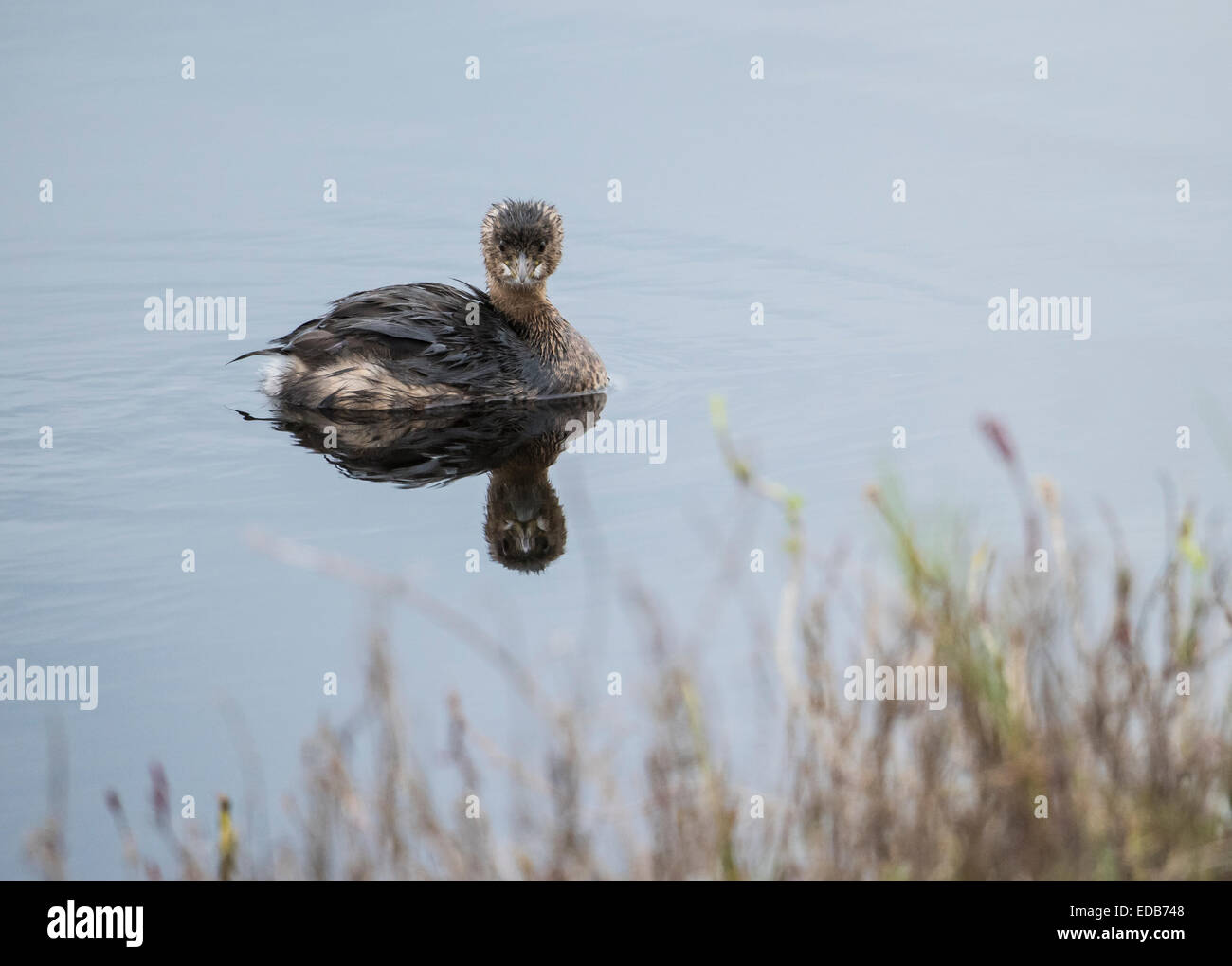 Immature Least Grebe, a swimming and diving bird of the wetlands Stock Photo