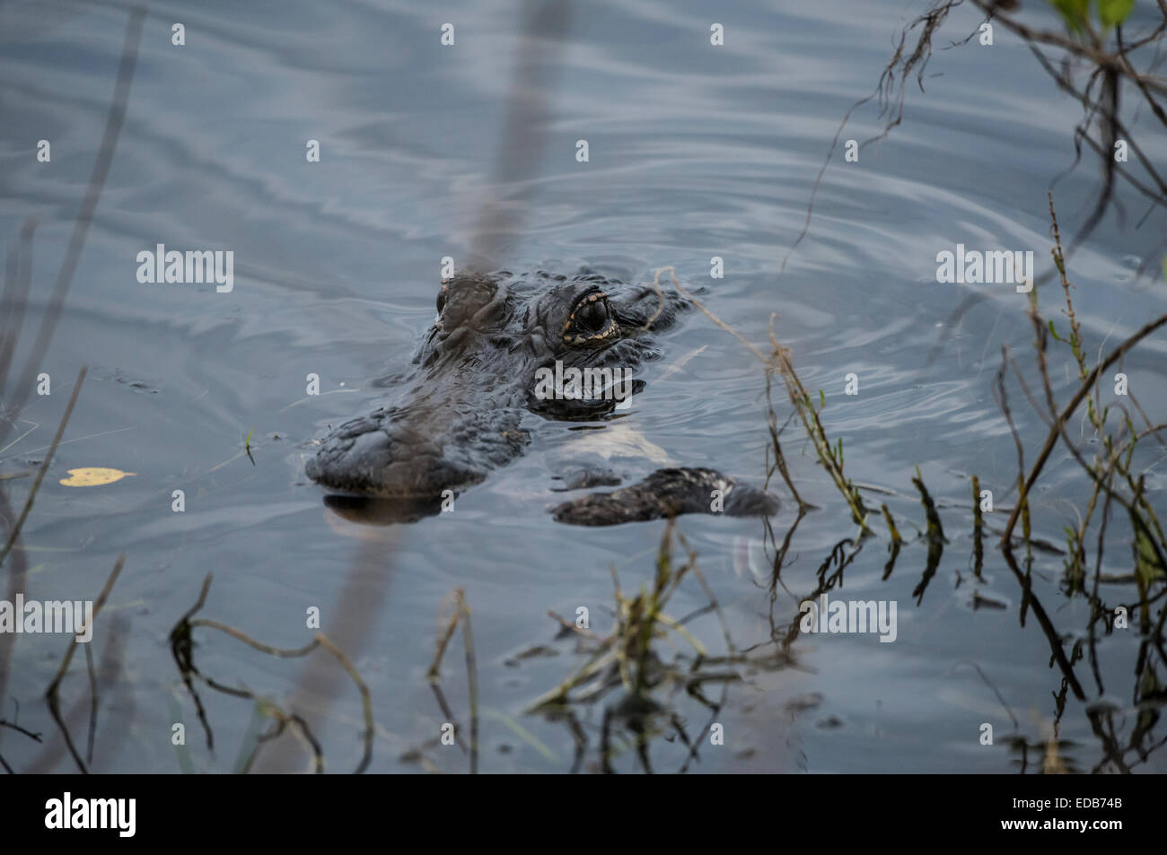 Small Alligator with submerged bird in jaws. Merritt Island National WIldlife Refuge Stock Photo