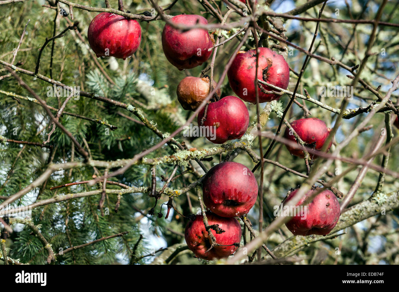 Red heirloom apples rotting on the tree after winter freeze in Corvallis, Oregon, USA. Stock Photo