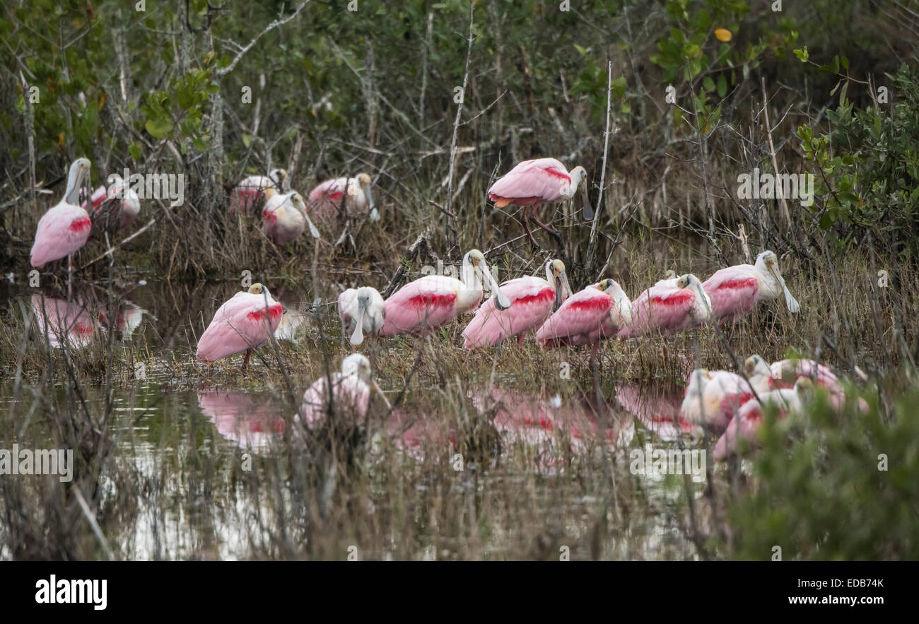 Roseate Spoonbill and White Ibis at Black Point Wildlife Drive, Merritt ...