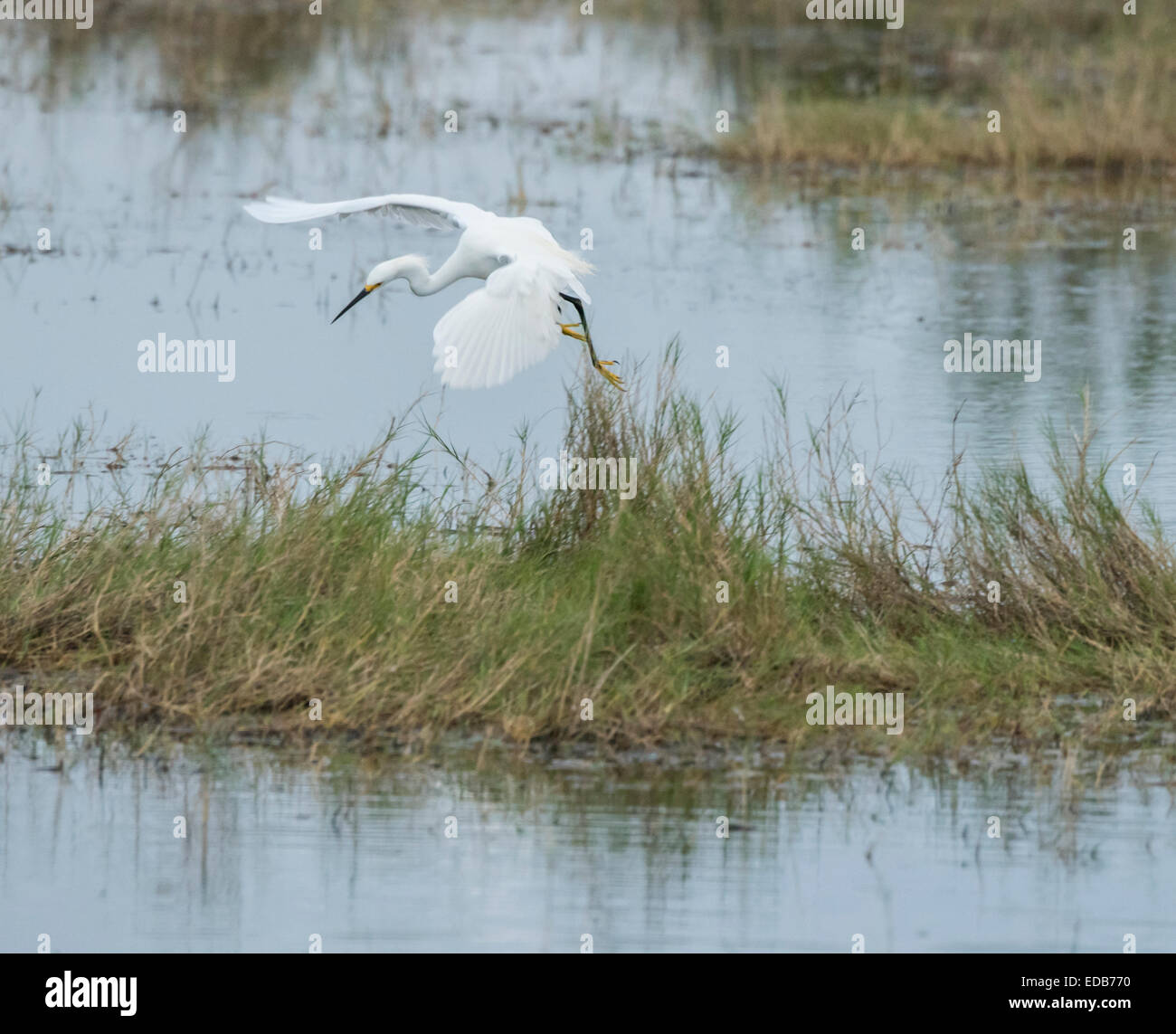 Snowy Egret fishing at Merritt Island NWR Stock Photo Alamy