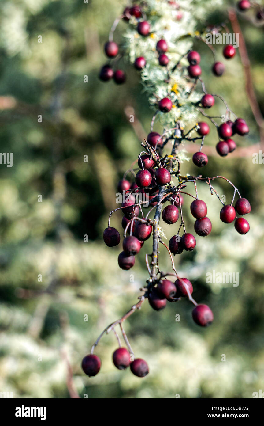 Red berries on the tree after winter freeze in Corvallis, Oregon, USA. Stock Photo