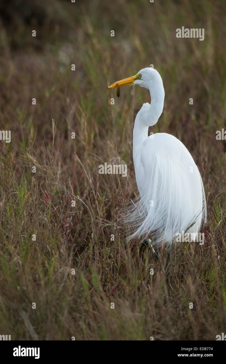 Common Egret feeding at Black Point, Merritt Island NWR Stock Photo Alamy