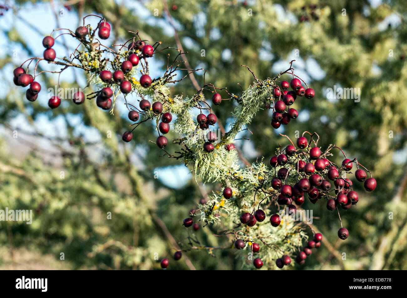 Red berries on the tree after winter freeze in Corvallis, Oregon, USA