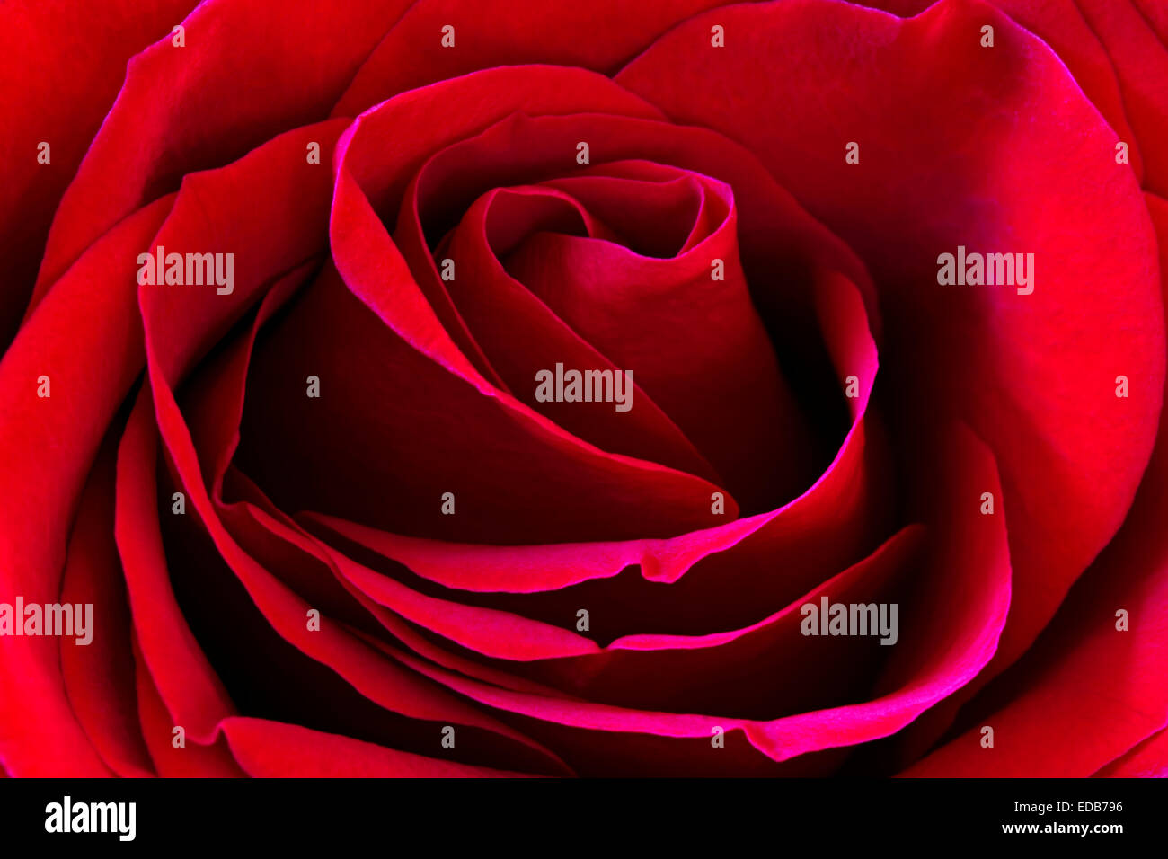 Close up of red rose petals Stock Photo - Alamy