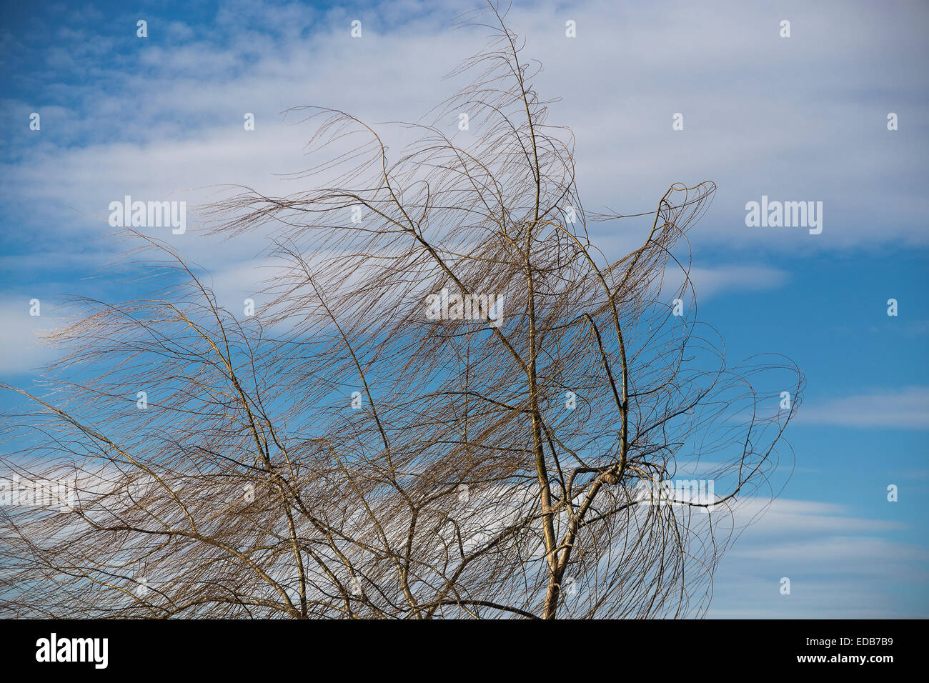Wind blowing weeping willow tree hi-res stock photography and images ...