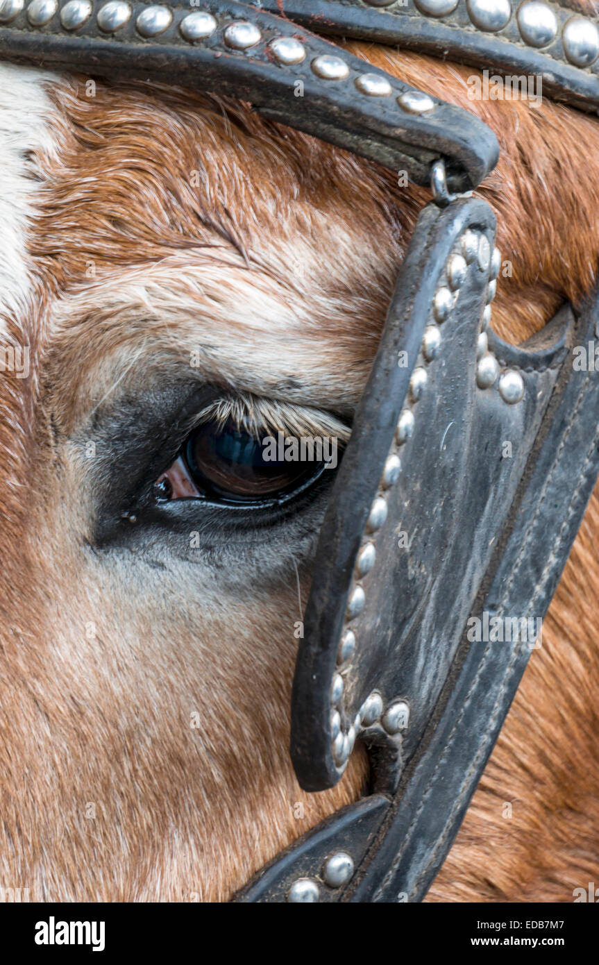Close-up of the eye and lashes of an old draft horse wearing a worn, studded, black leather bridle with blinker. Stock Photo