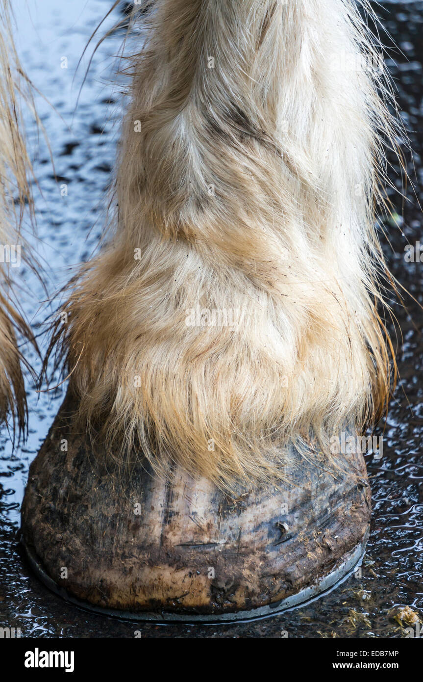 Draft Horse High Resolution Stock Photography and Images Alamy