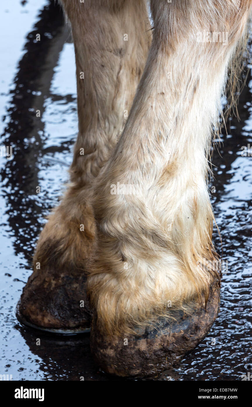Shod hooves and pasterns of an old draft horse with reflection of wagon wheel on the wet pavement beyond. Stock Photo