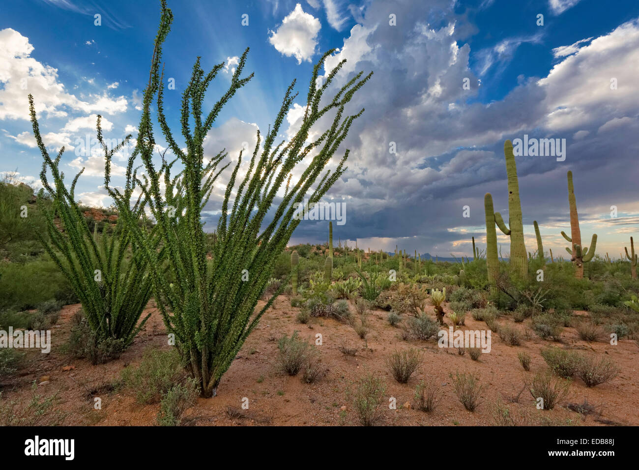 Desert Monsoon, Saguaro National Park West, Tucson, Arizona Stock Photo