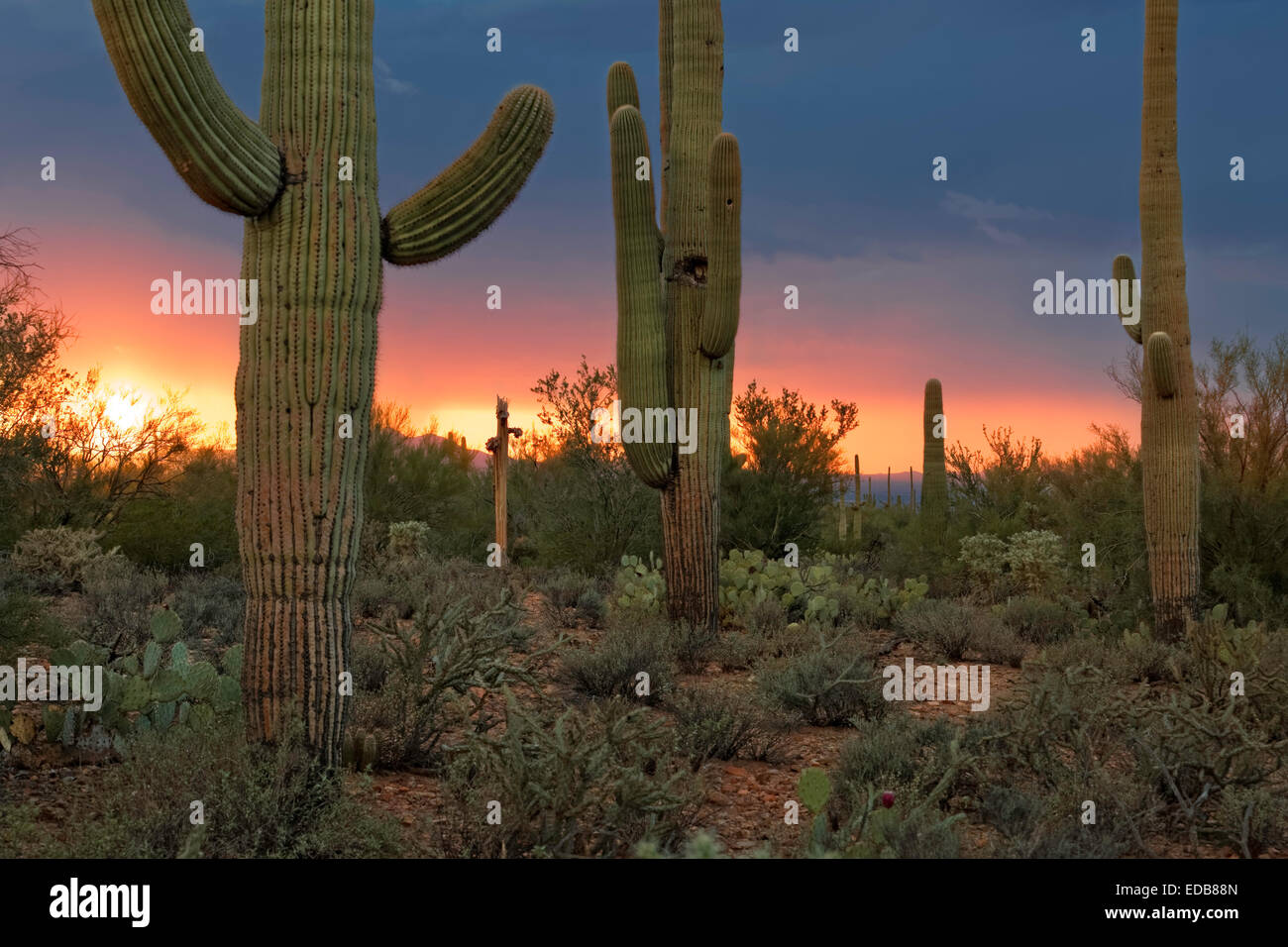 Saguaro Cactus landscape with monsoon sunset clouds in the distance. Saguaro National Park West, Tucson, Arizona Stock Photo