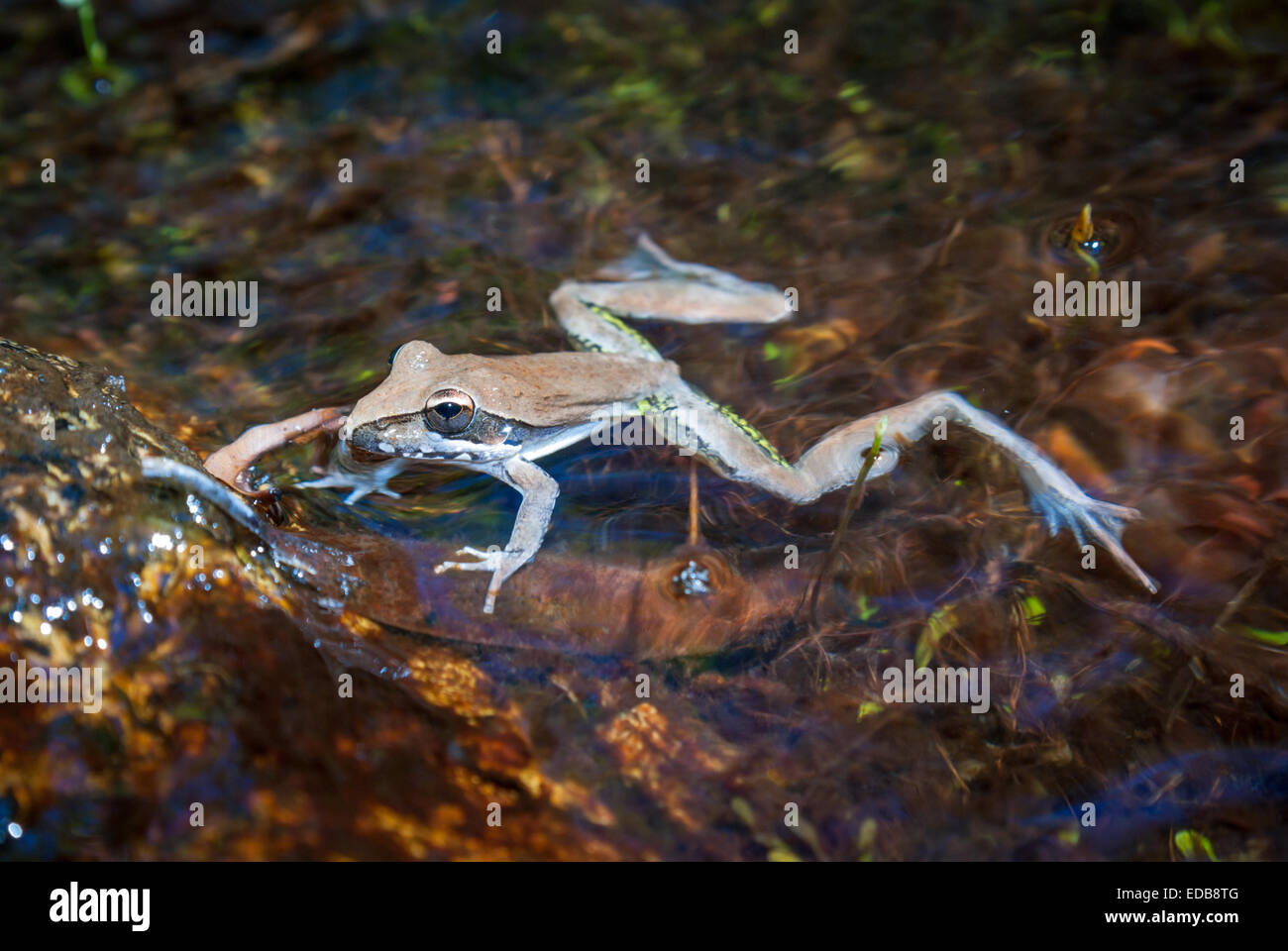 Wotjulum Frog (Litoria watjulumensis), Northern Territory, Australia Stock Photo
