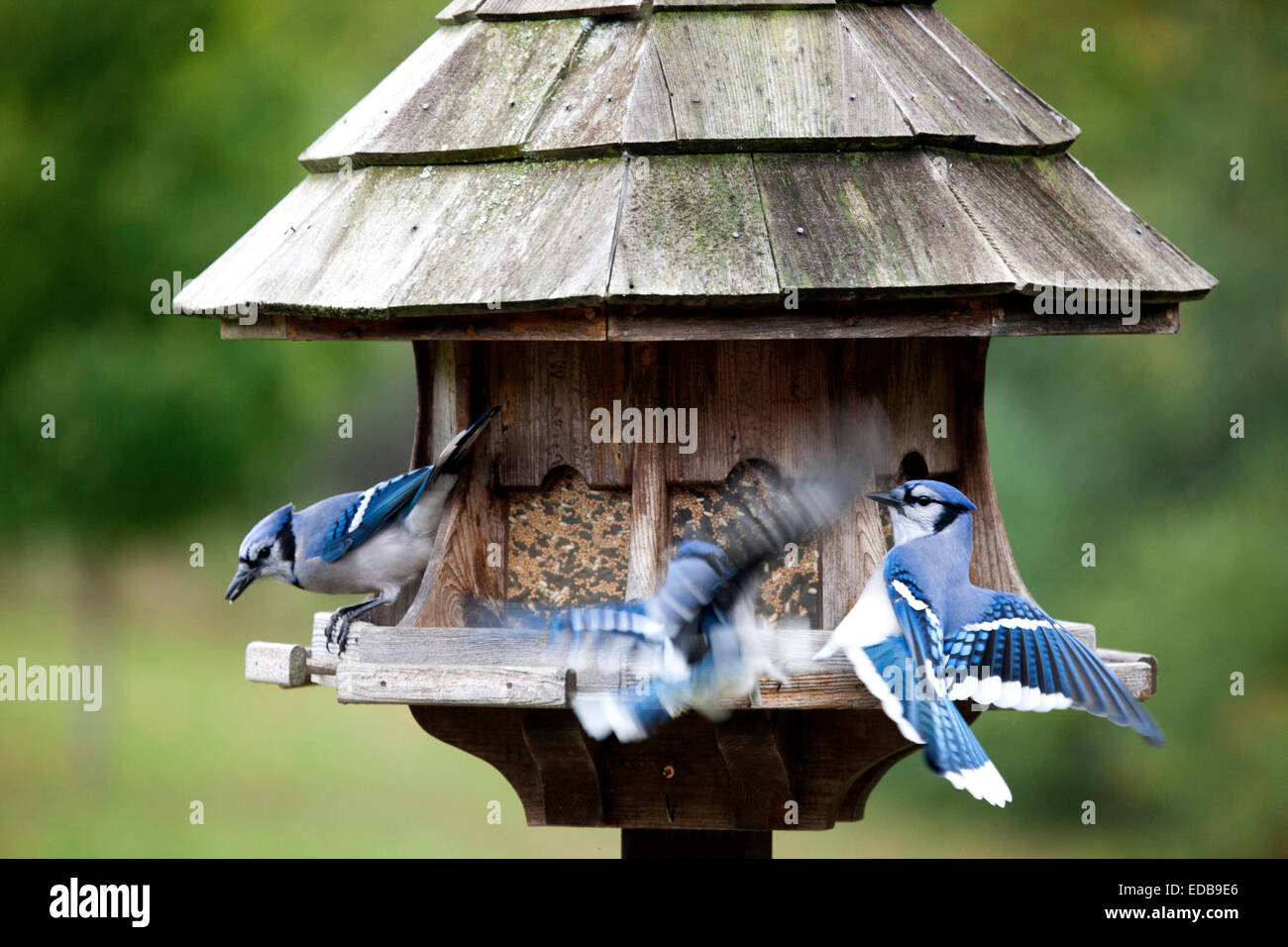 Blue Jay At Feeder In Ontario Canada Stock Photo 77080926 Alamy