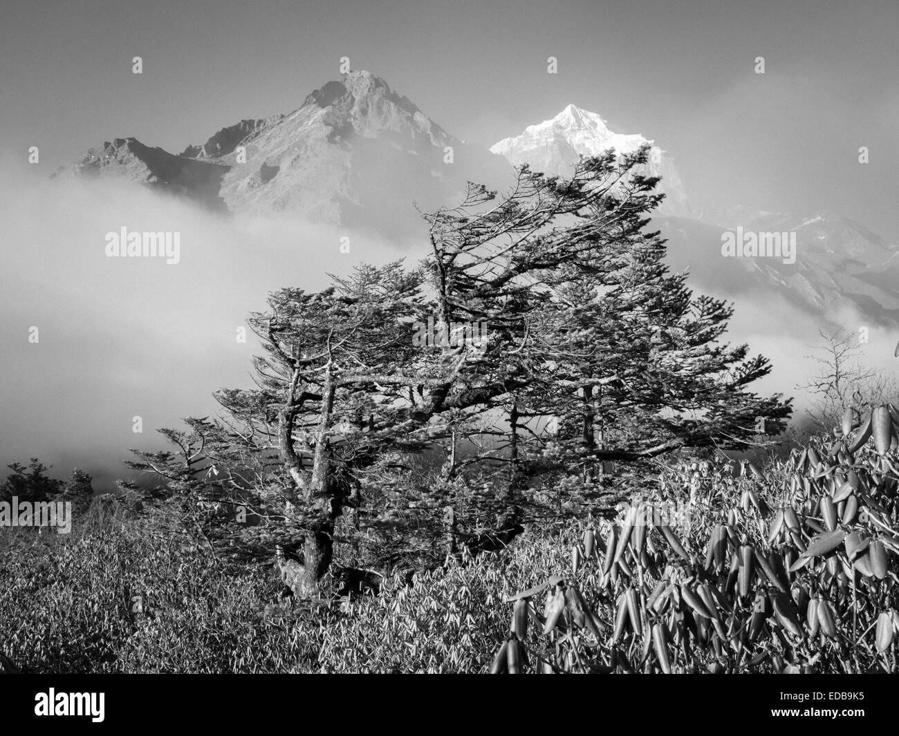Wind-blown fir trees stand out amid dwarf rhododendron bushes on a ridge above Tengboche, Khumbu region,  Nepal Stock Photo