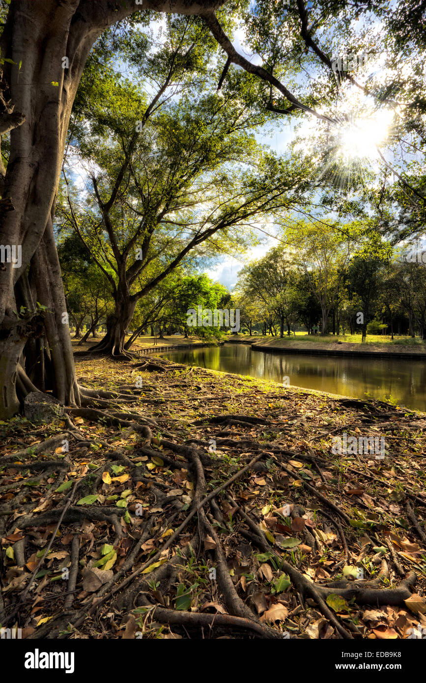 View of green trees in the park Stock Photo - Alamy