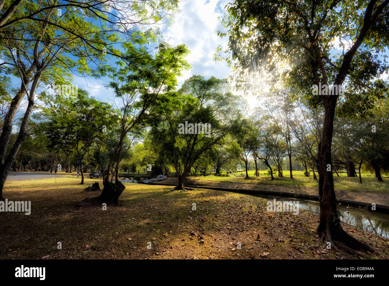 View of green trees in the park Stock Photo - Alamy