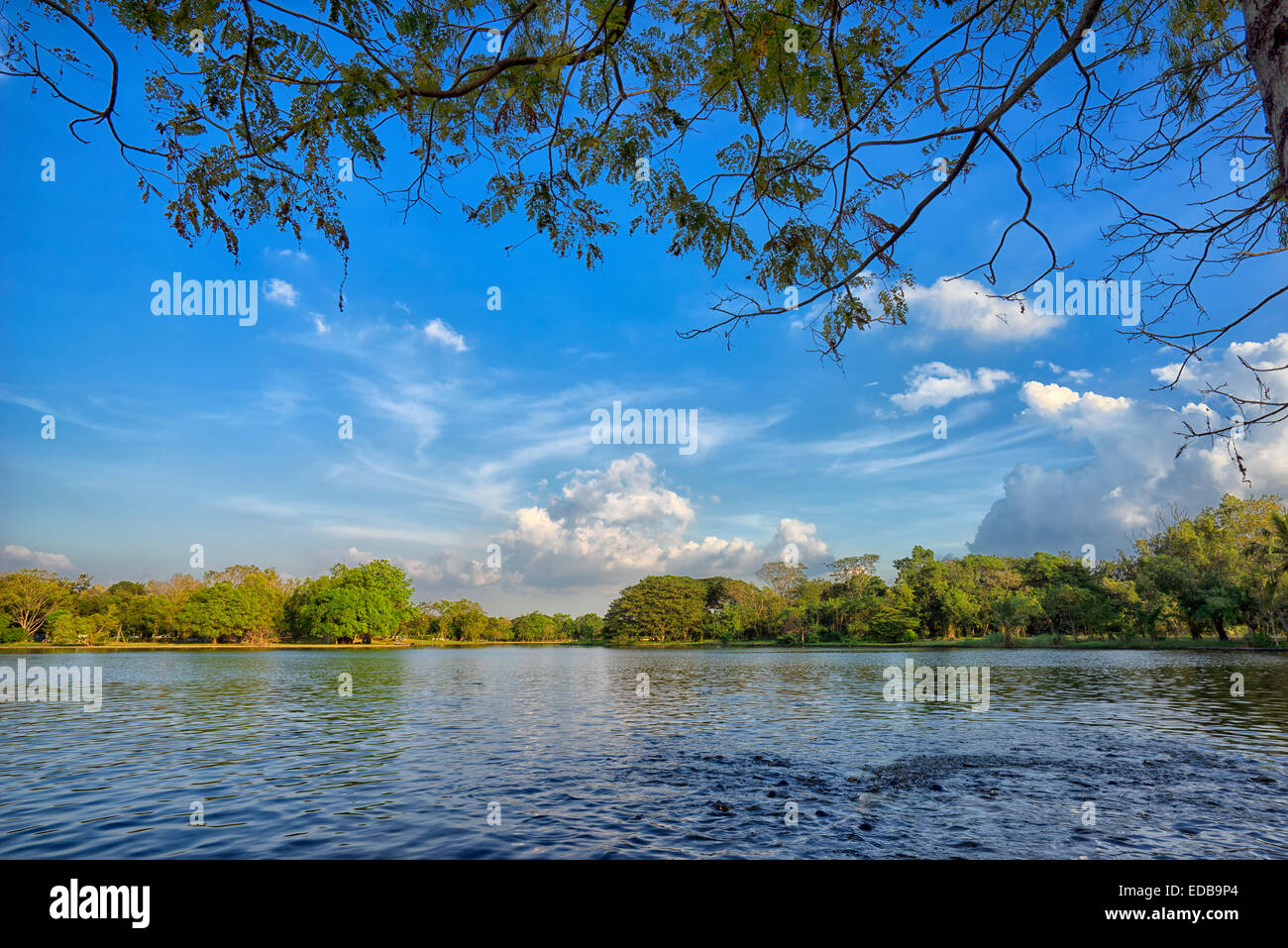 View of green trees in the park Stock Photo - Alamy