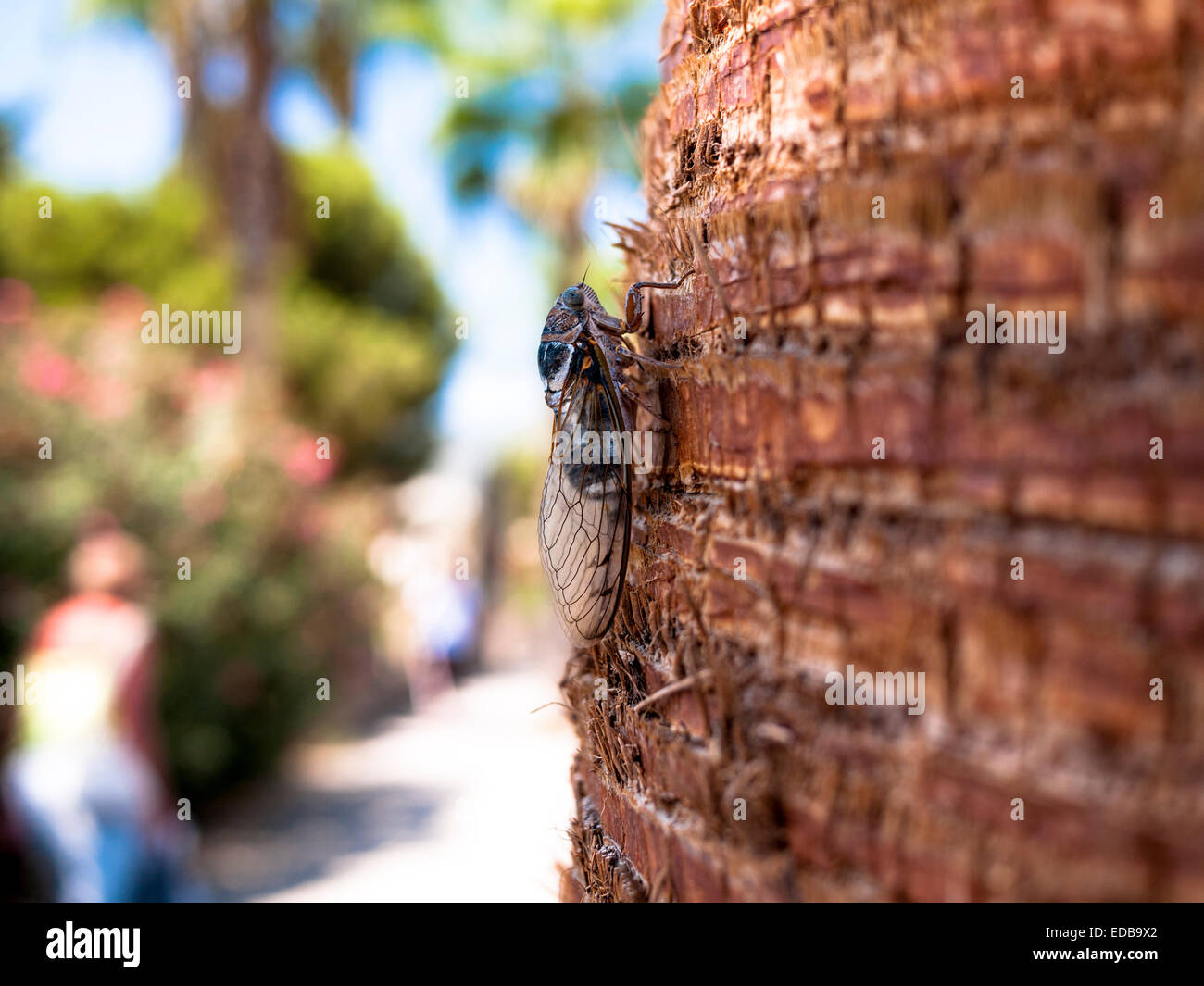 Macro view of cicada resting on the trunk of a palm tree. Alayna, Turkey. Stock Photo