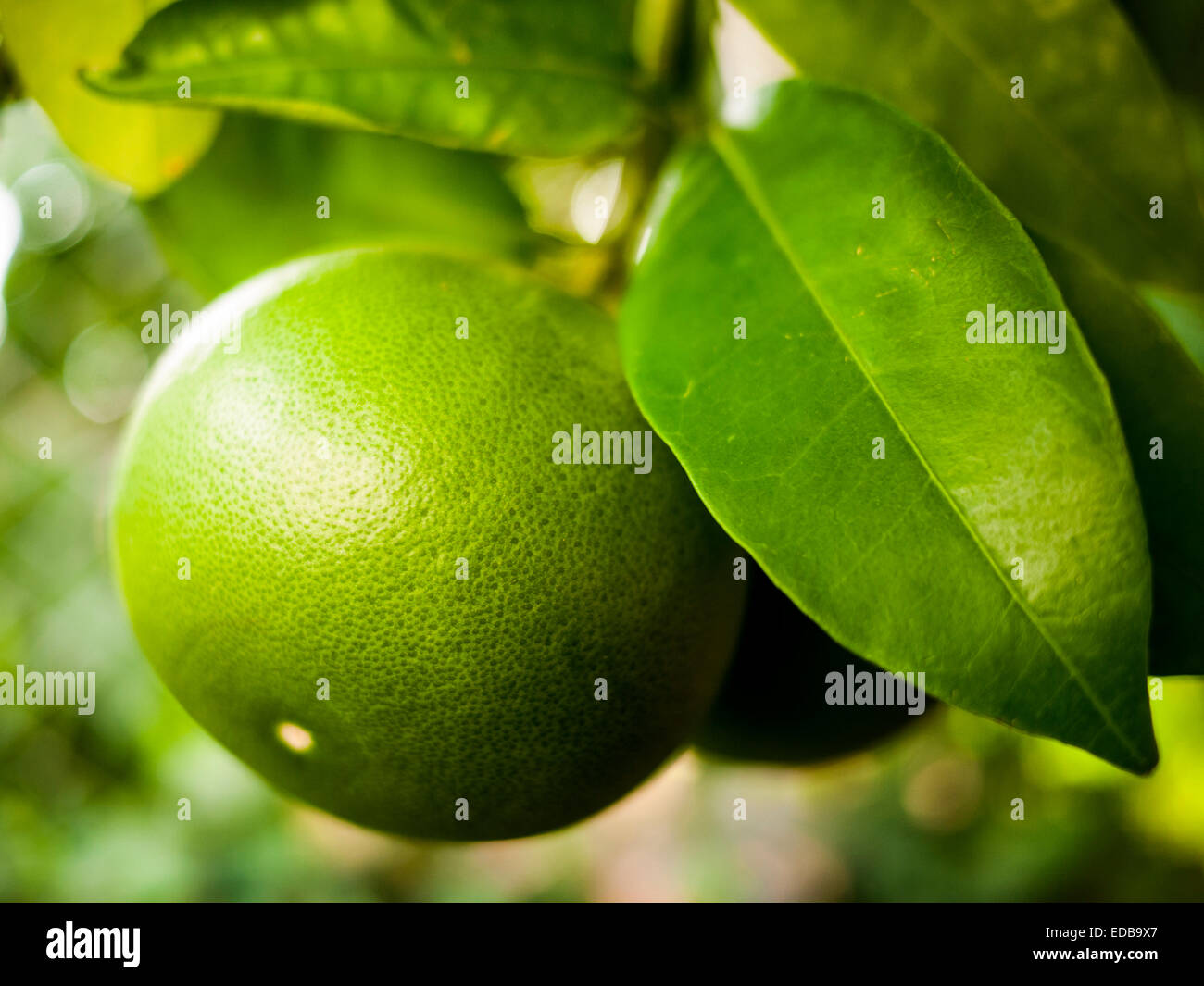 Fresh, unripe green oranges on tree in orange orchard Stock Photo Alamy