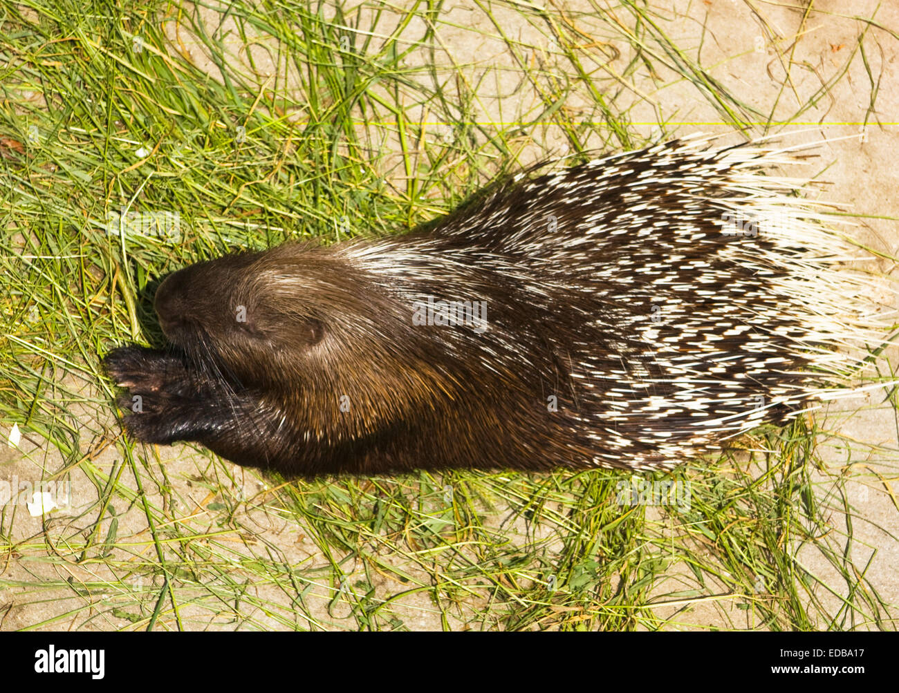 nutria-american-water-rat-latin-name-myocastor-coypus-stock-photo