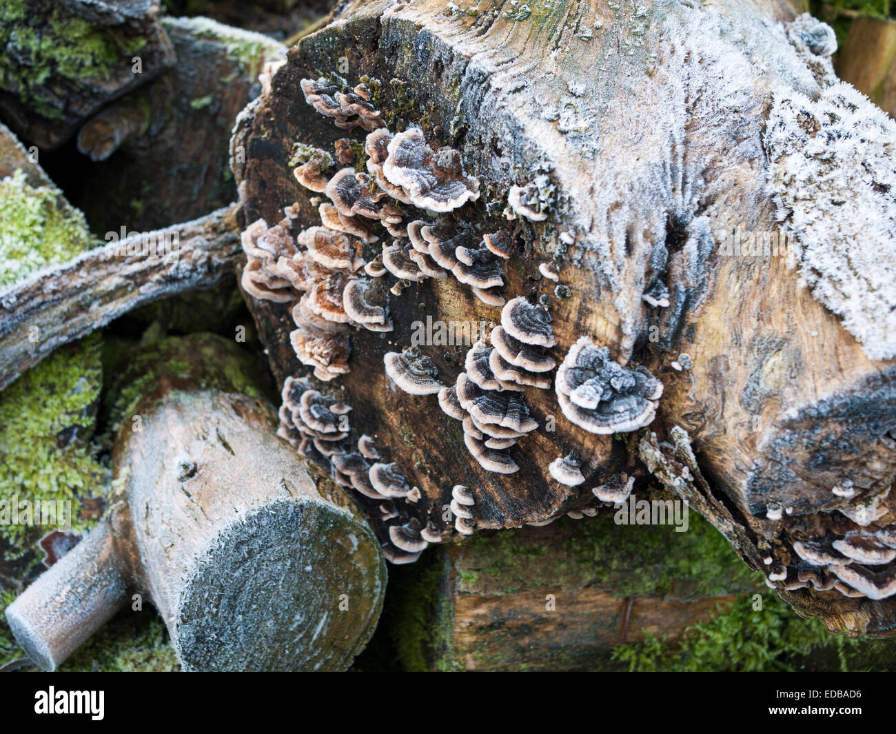 Hoar frost on wild 'Turkey Tail' mushrooms - Coriolus versicolor Stock Photo
