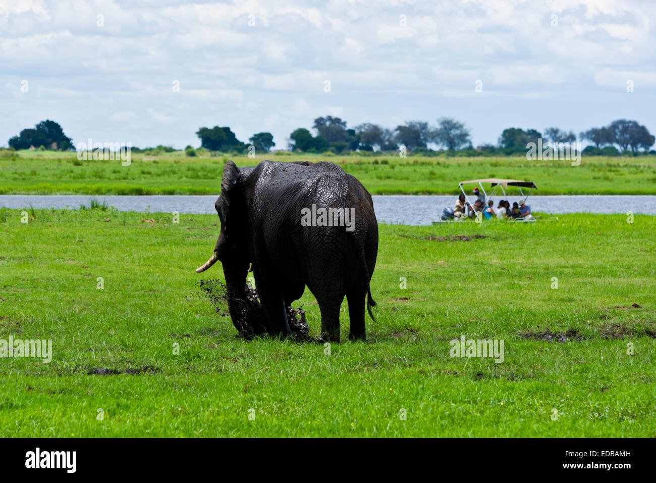 Tourist on a game viewing boat watch an African elephant (loxodonta africana) have a mud bath. Chobe National Park Botswana. Stock Photo