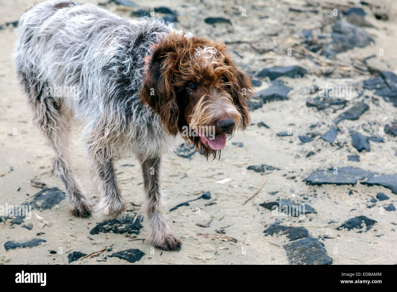 Damp and sandy Wirehaired Pointing Griffon dog a.k.a. Korthals Griffon is a hunter and gundog well-suited to wet locations. Stock Photo