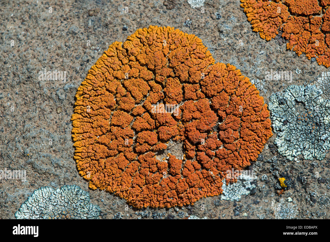 Almost circle-shaped Foliose lichen, Sanetti Plateau, Bale Mountains, Oromiya, Ethiopia Stock Photo