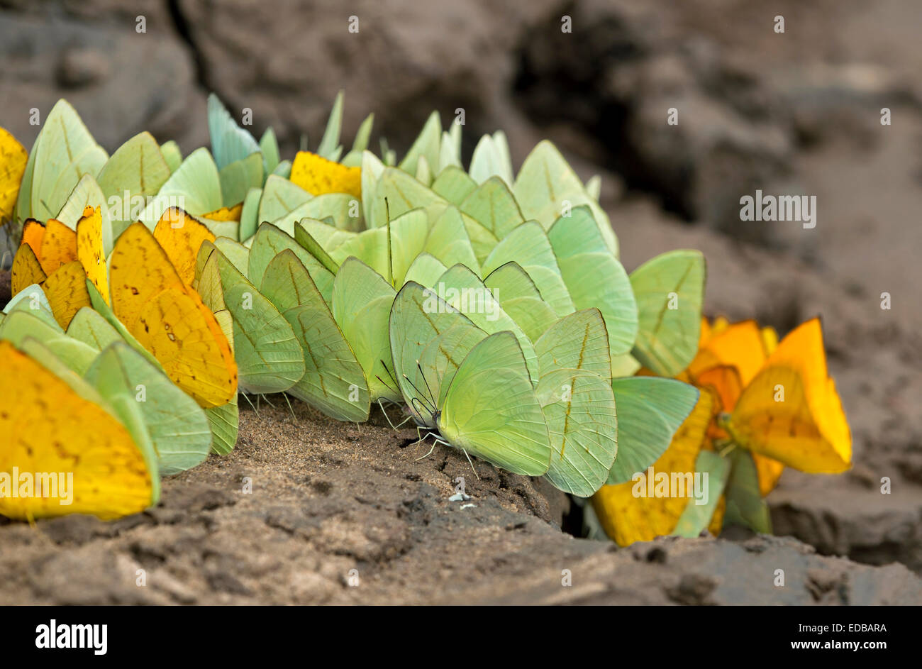 Mudpuddling butterflies (Aphrissa sp., Phoebis sulphurs, Itaballia