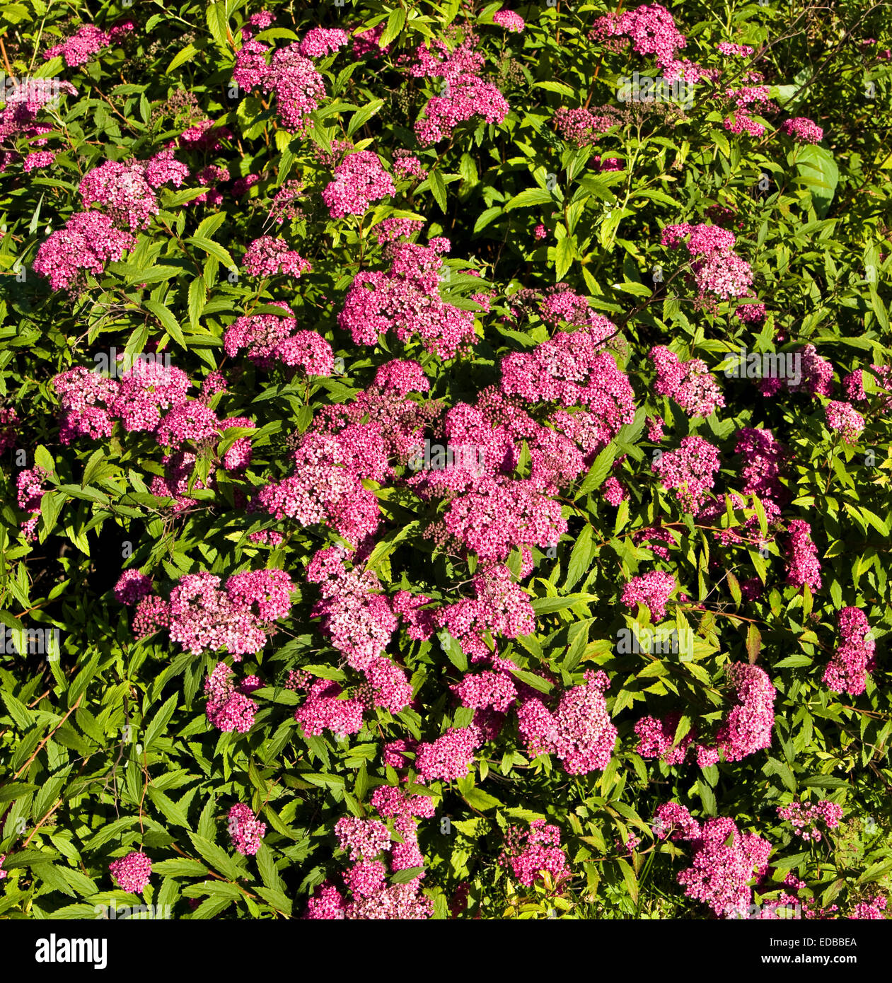 Japanese Spirea Of Pink Colour Shrub With Flowers Stock Photo Alamy
