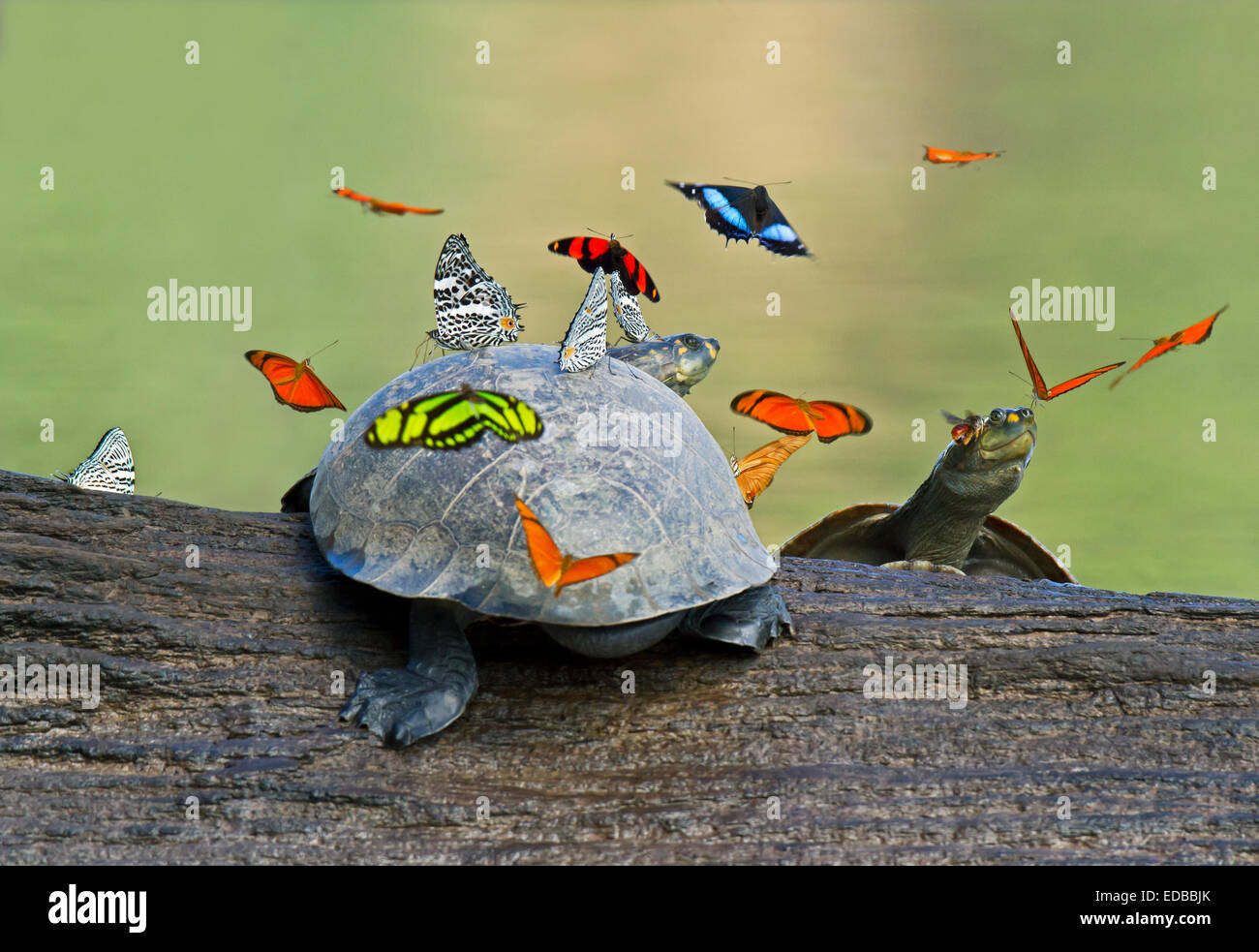 Butterflies hover above a Yellow-spotted Amazon river turtle, Tambopata National Reserve, Madre de Dios, Peru Stock Photo