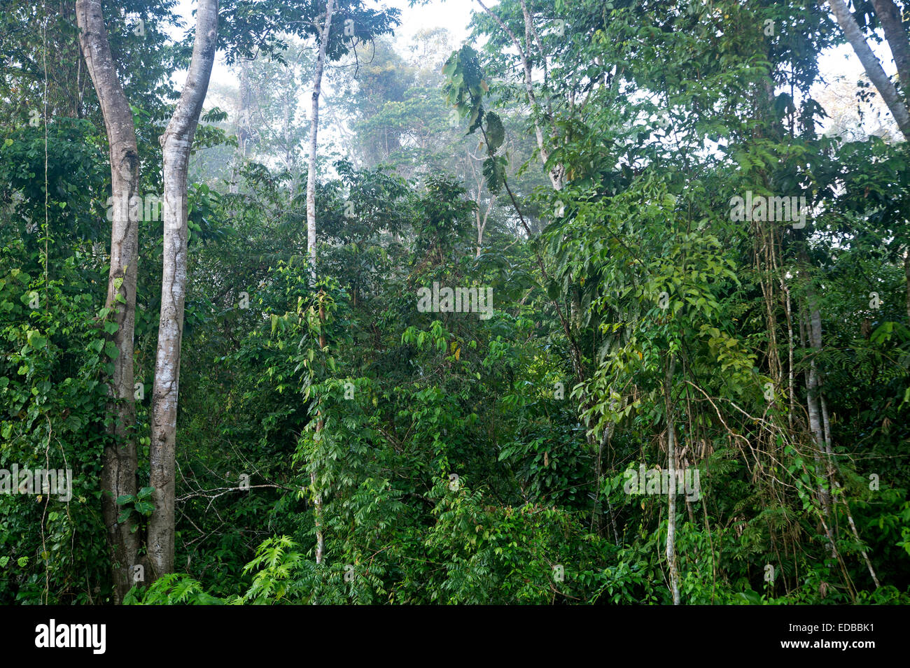 Dense vegetation of the Amazon rain forest, Tambopata National Reserve, Madre de Dios, Peru Stock Photo