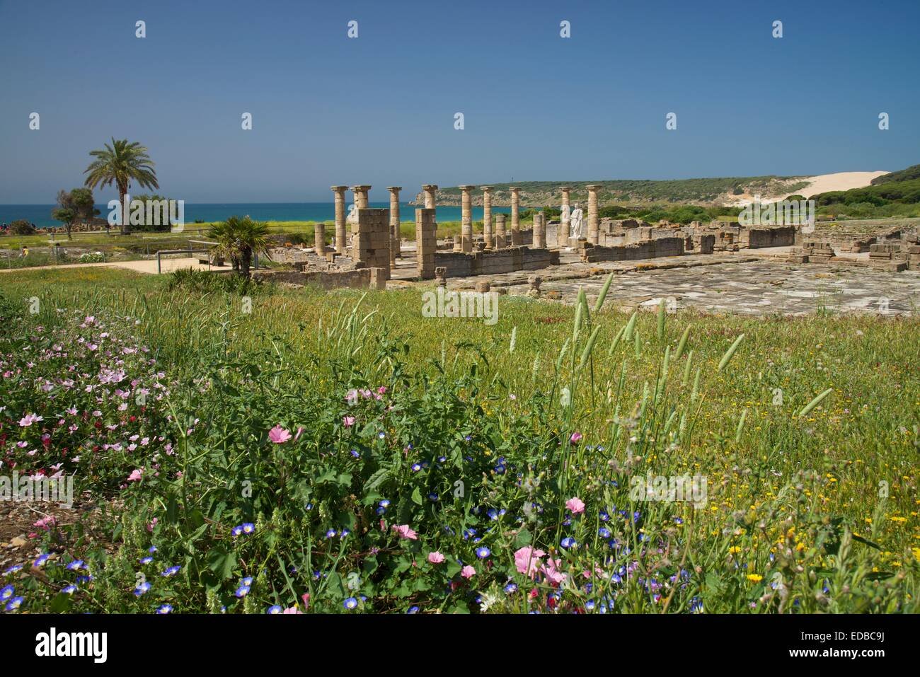 Roman ruins of Baelo Claudia near Bolonia, Costa de la Luz, Andalusia, Spain Stock Photo