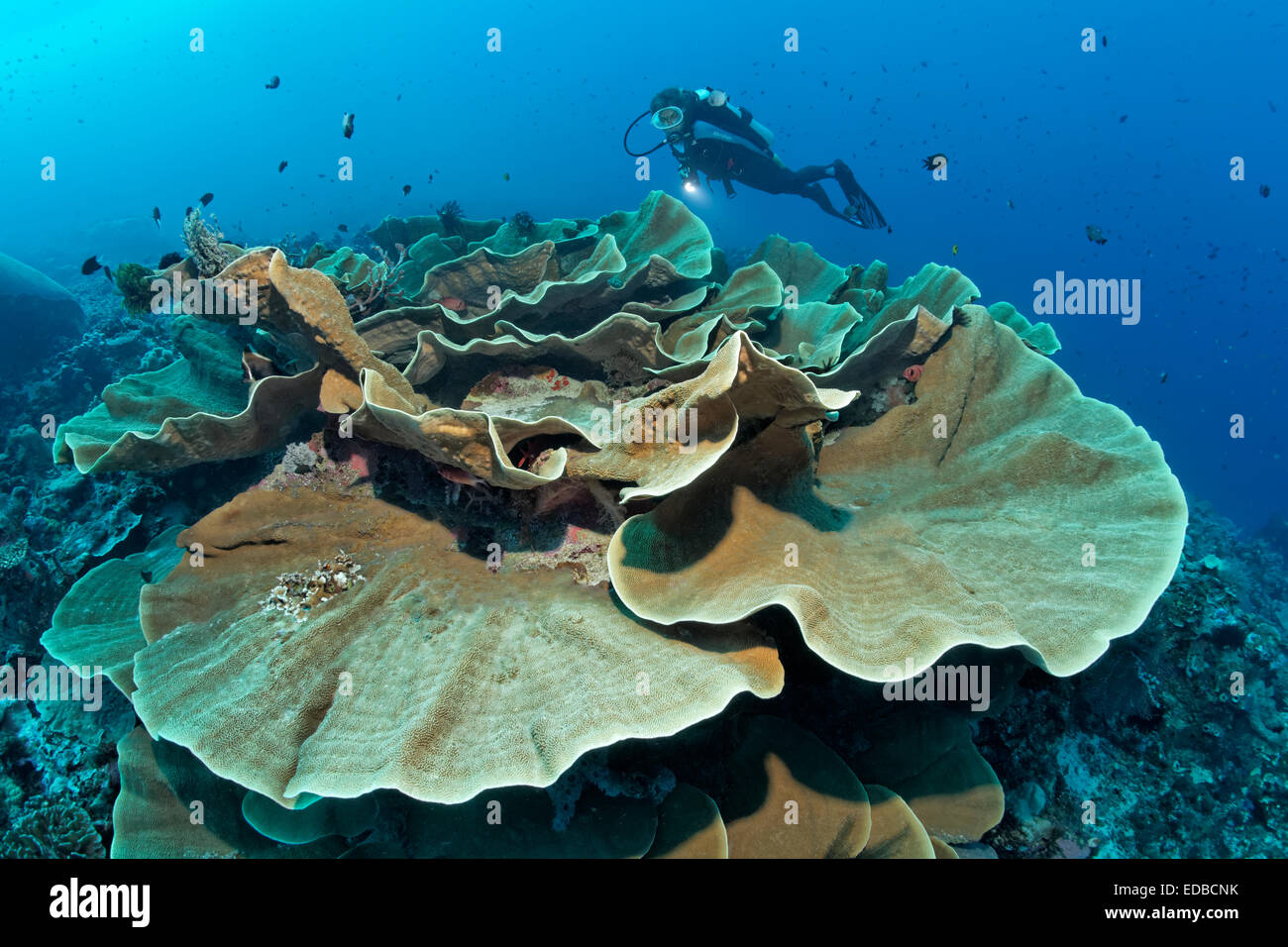 Divers looking at lettuce coral (Turbinaria mesenterina), Great Barrier