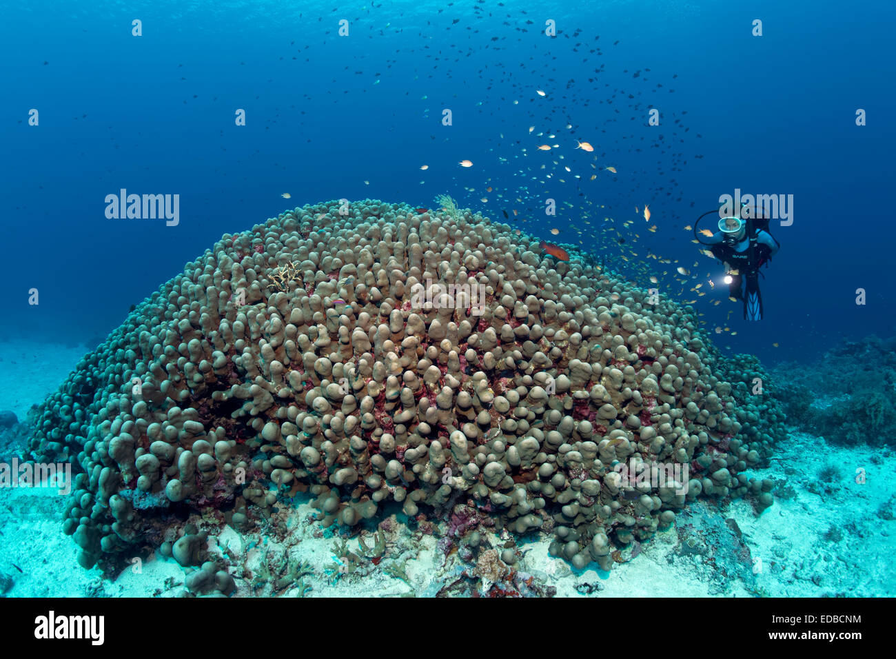 Divers looking at large Dome Coral (Porites nodifera), Great Barrier Reef, Pacific, Australia Stock Photo