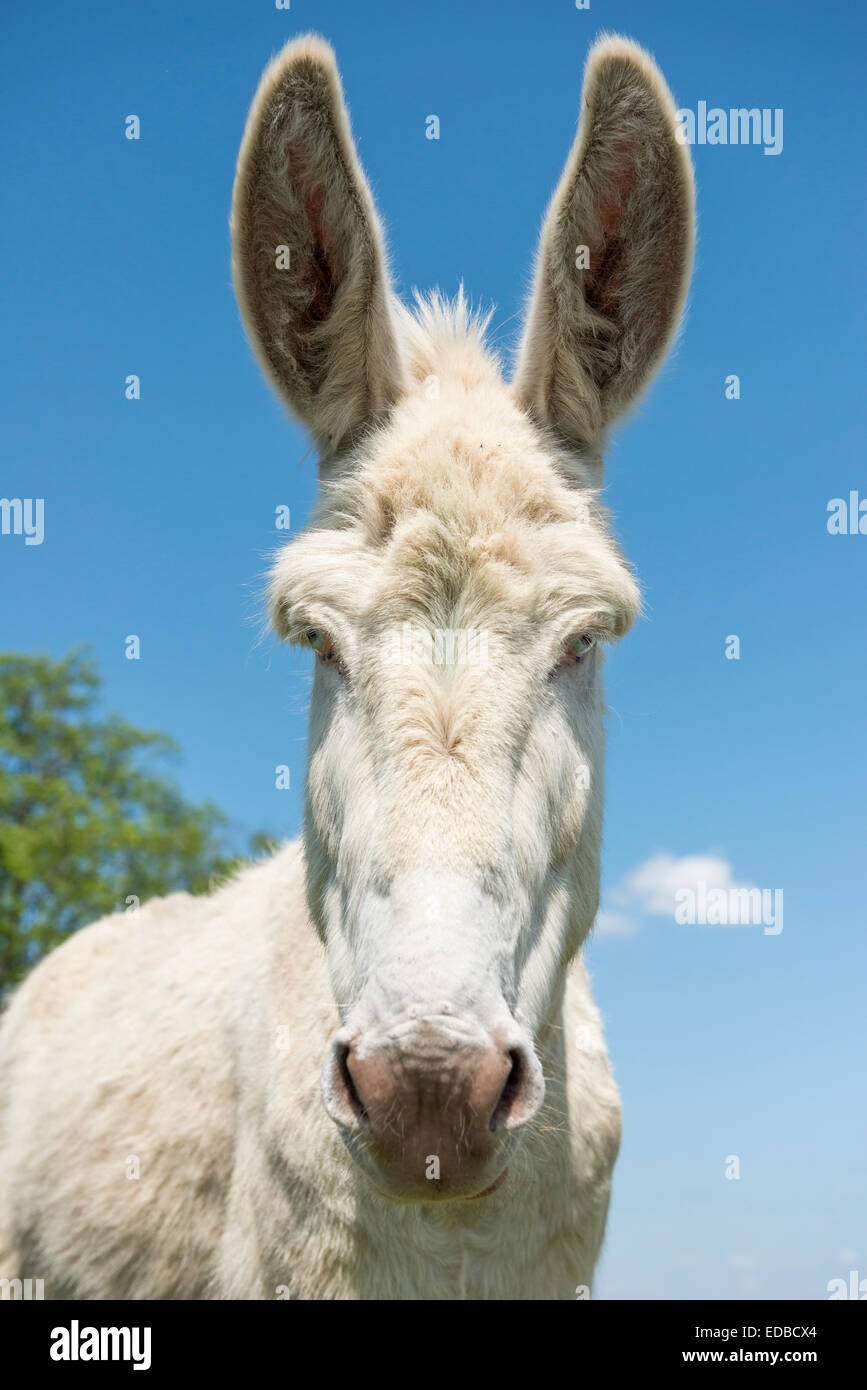 Austria-Hungarian white donkey or Baroque Donkey (Equus asinus asinus), National Park Lake Neusiedl, Burgenland, Austria Stock Photo