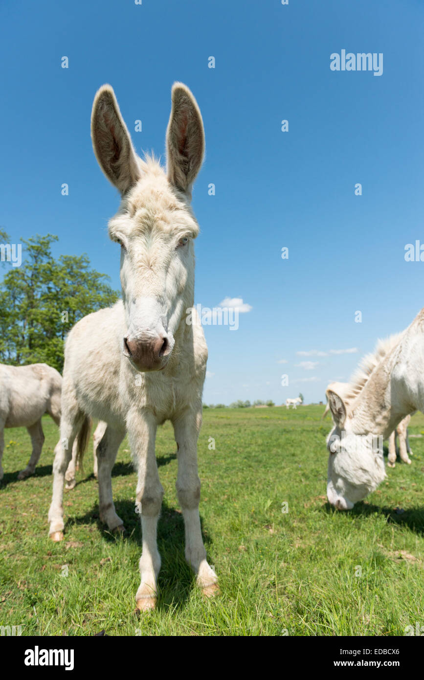Austria-Hungarian white donkey or Baroque Donkey (Equus asinus asinus), National Park Lake Neusiedl, Burgenland, Austria Stock Photo