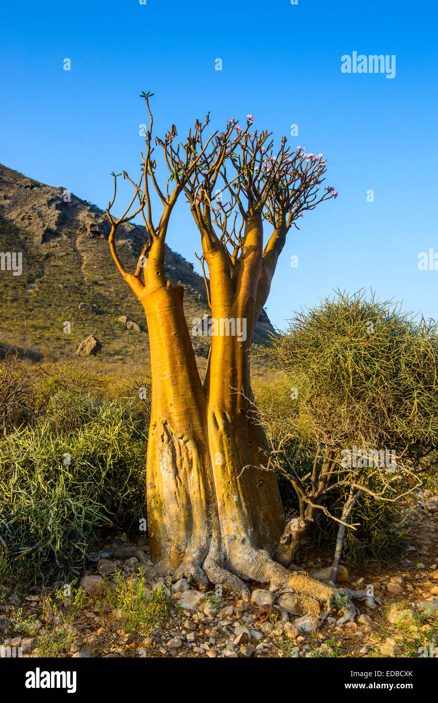 Bottle Tree (Adenium obesum) in bloom, endemic species, Socotra, Yemen Stock Photo
