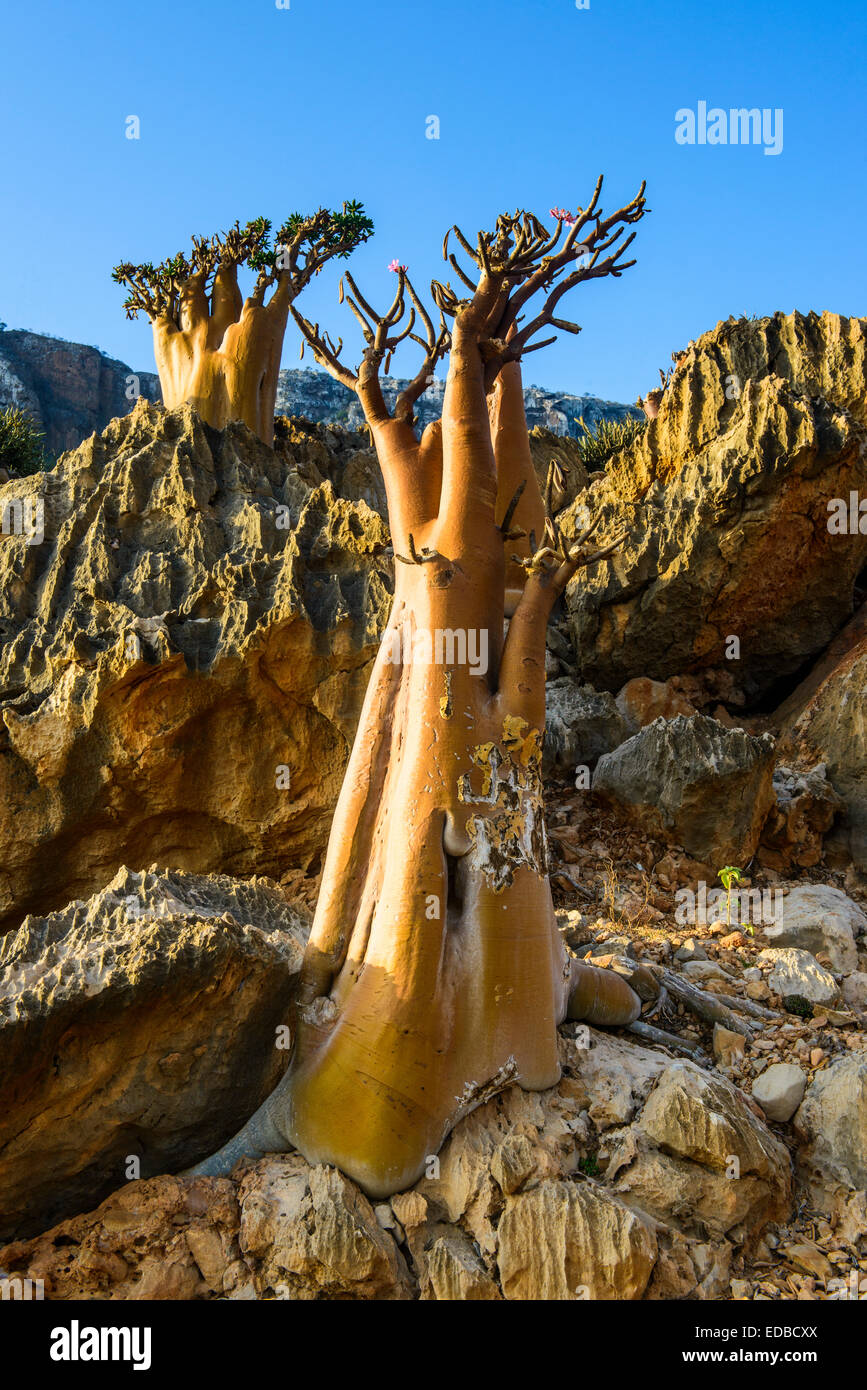 Bottle Trees (Adenium obesum) in bloom, endemic species, Socotra, Yemen