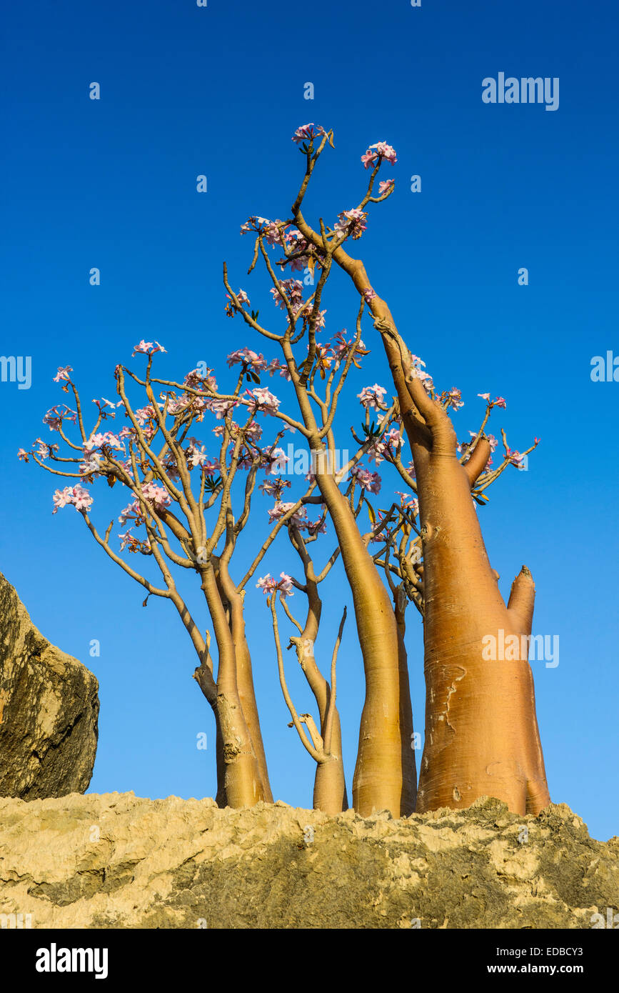 Endemic tree species hi-res stock photography and images - Alamy