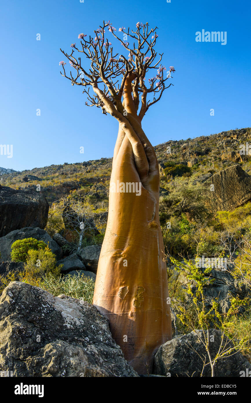 Bottle Tree (Adenium obesum) in bloom, endemic species, Socotra, Yemen