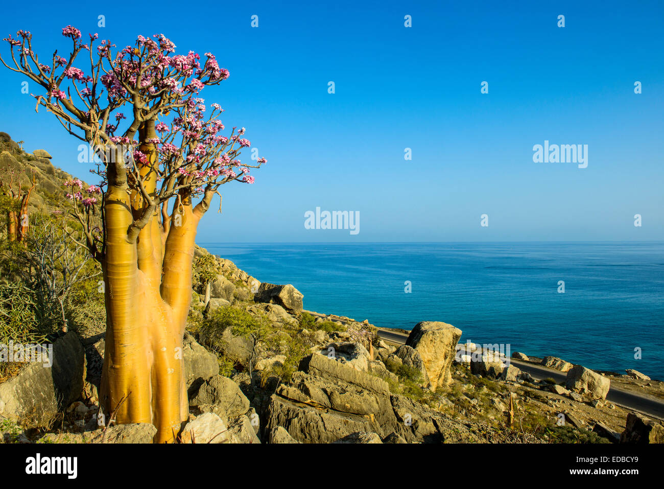Bottle Tree (Adenium obesum) in bloom, endemic species, Socotra, Yemen