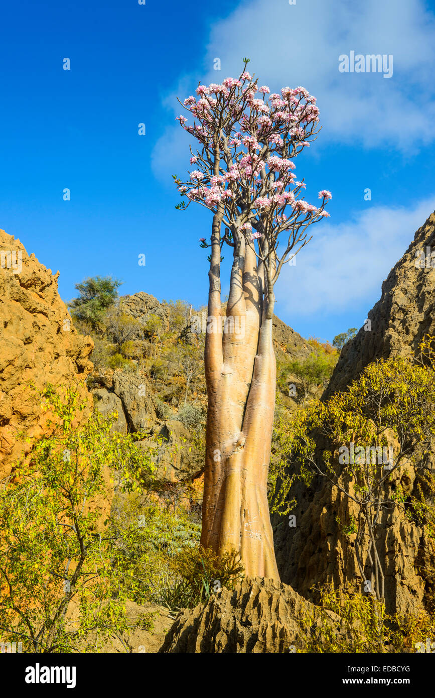 Bottle Tree (Adenium obesum) in bloom, endemic species, Socotra, Yemen