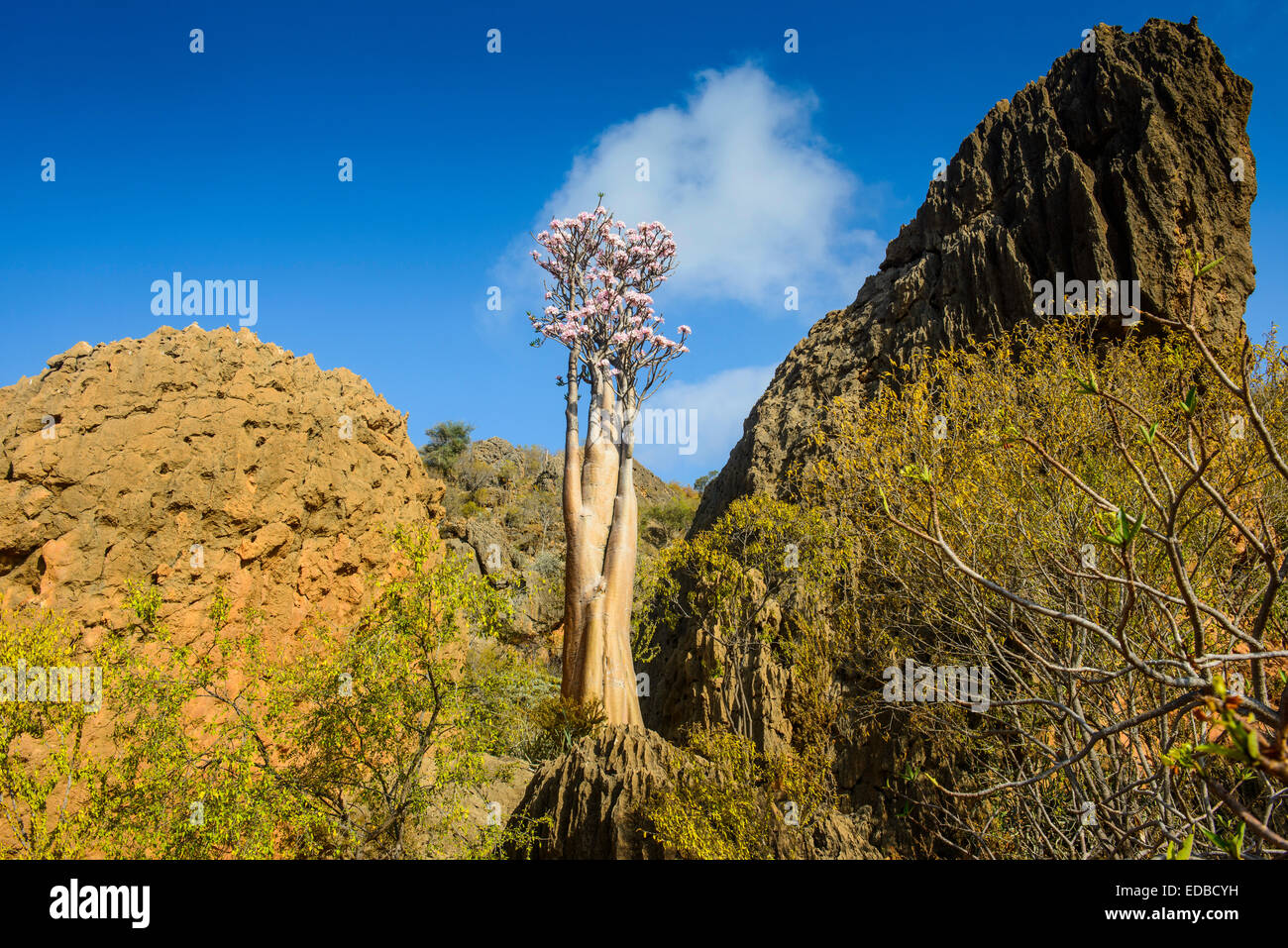 Bottle Tree (Adenium obesum) in bloom, endemic species, Socotra, Yemen