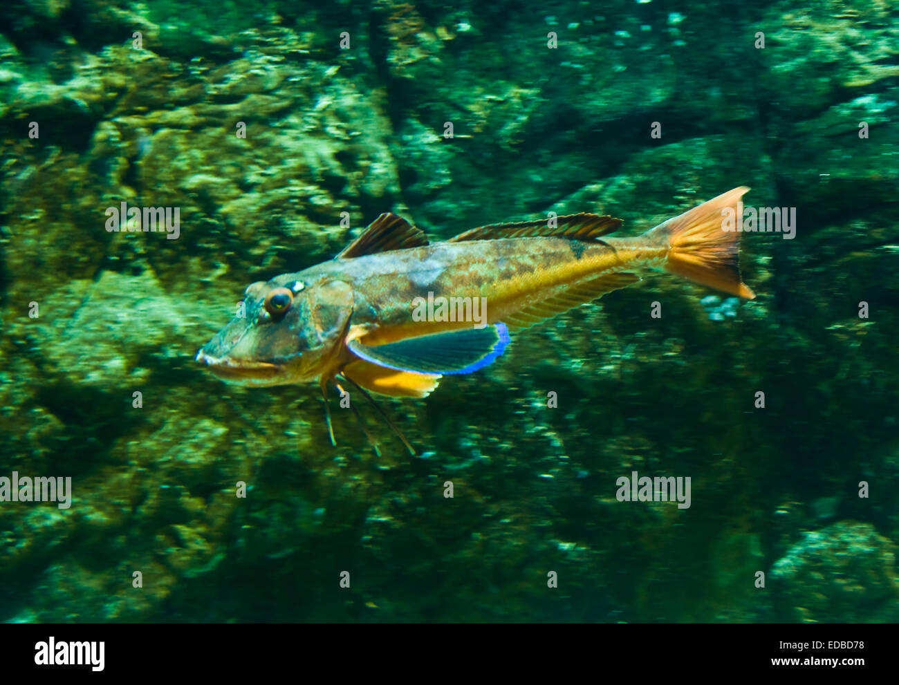 Tropical fish yellow garnard (latin name trigla lucerna), lives in Meditorranian and Black sea. Recorded in aquarium. Stock Photo