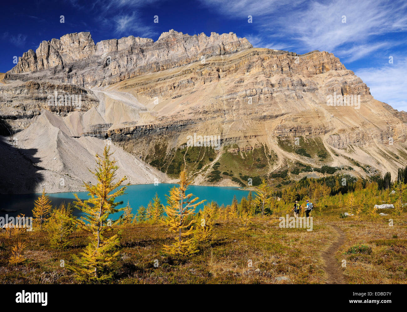 Hike from Lake Louise to Skoki Lodge in the Rocky Mountains, hikers walking across a yellow coloured larch forest at the Stock Photo