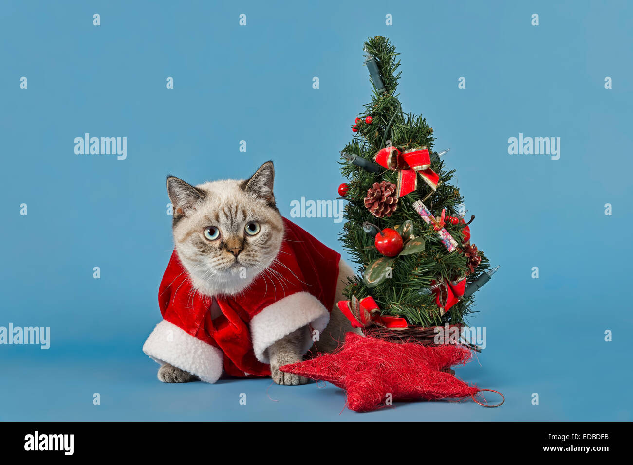 British Shorthair cat in christmas costume with Christmas tree Stock Photo
