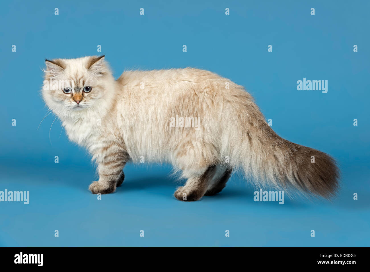 British Longhair Cat Stock Photo Alamy